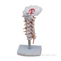 Cervical Vertebral Column with Neck Artery